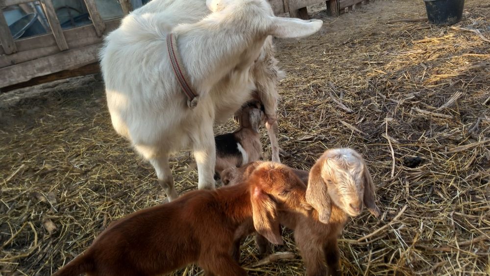 Vând capre tinere la prima și a doua fătare