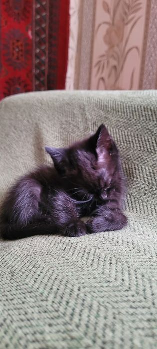 Отдам котенка в хорошие руки