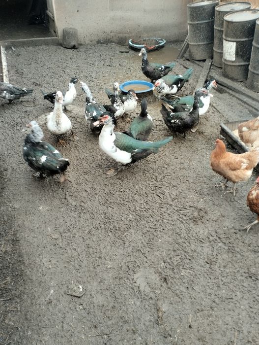 Продам майских индоуток