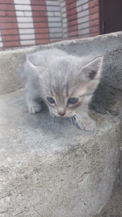 Отдам котят в хорошие руки