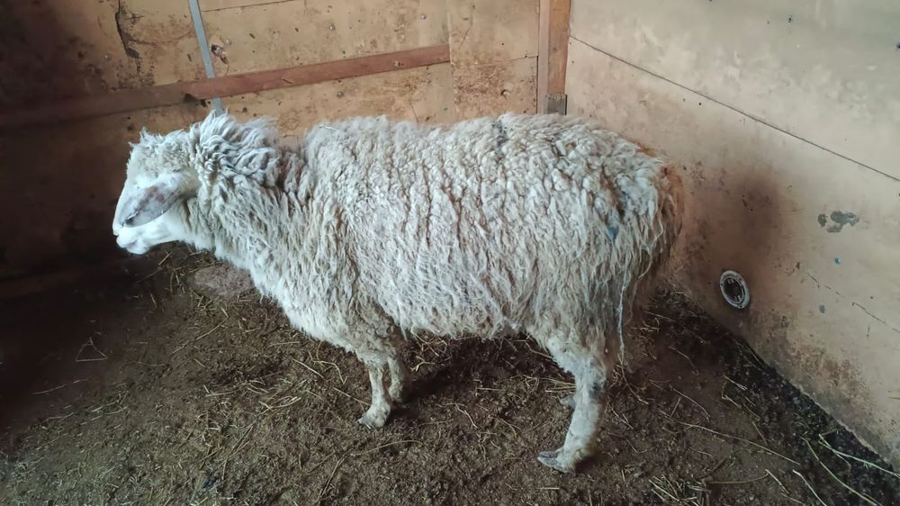 Қой сатылады бордақы