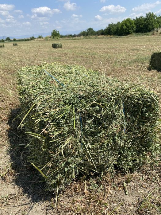 Рулонки ечимична