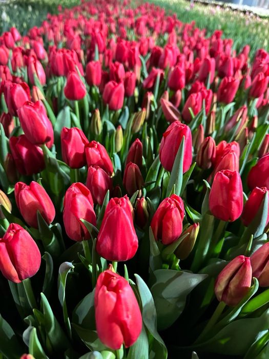 Тюльпаны на 8 марта