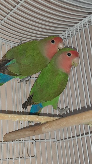 Попугаев неразлучники