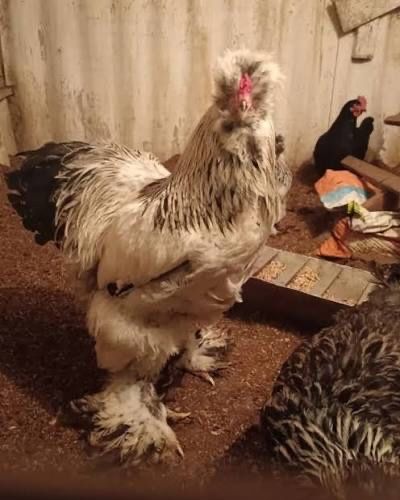 Продам молодых домашних петухов