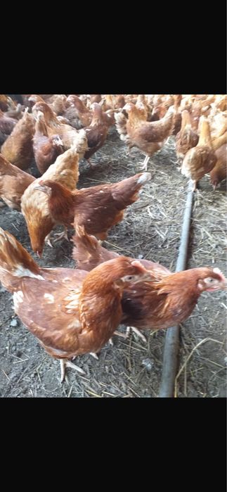 Куры несушки ломан браун 4,5 месяца
