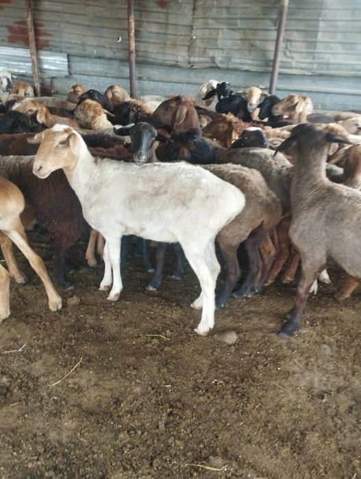 Баран бараны Алматы