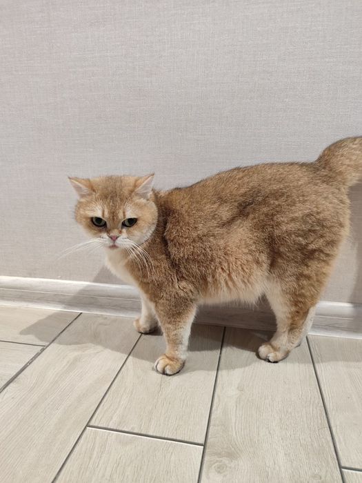 Стерилизованная золотая шиншилла ny25