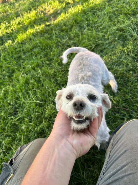 Donez bichon mini