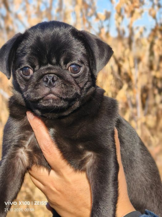 Очаровательные щенки мопса.