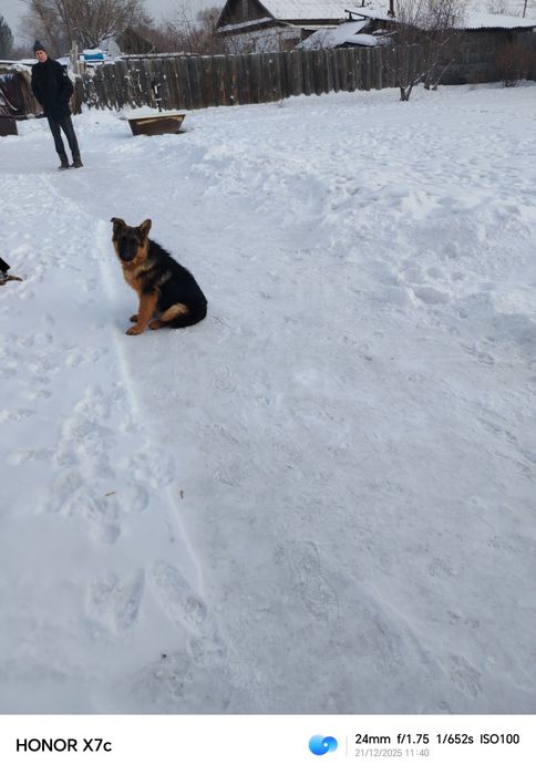 Щенок немецкой овчарки