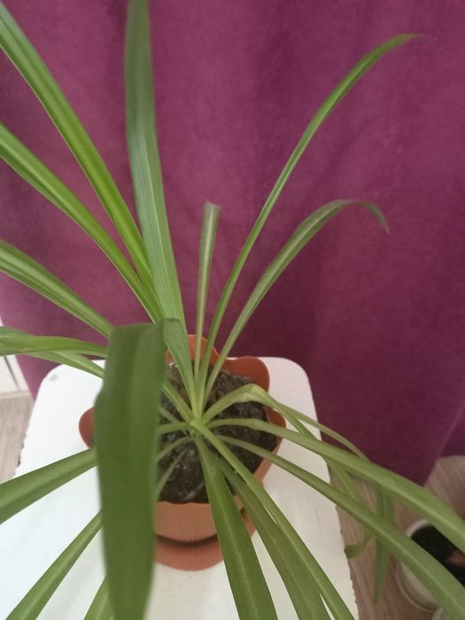 Комнатные цветы разные