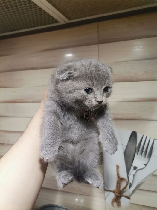 Мушук скотиш фолд