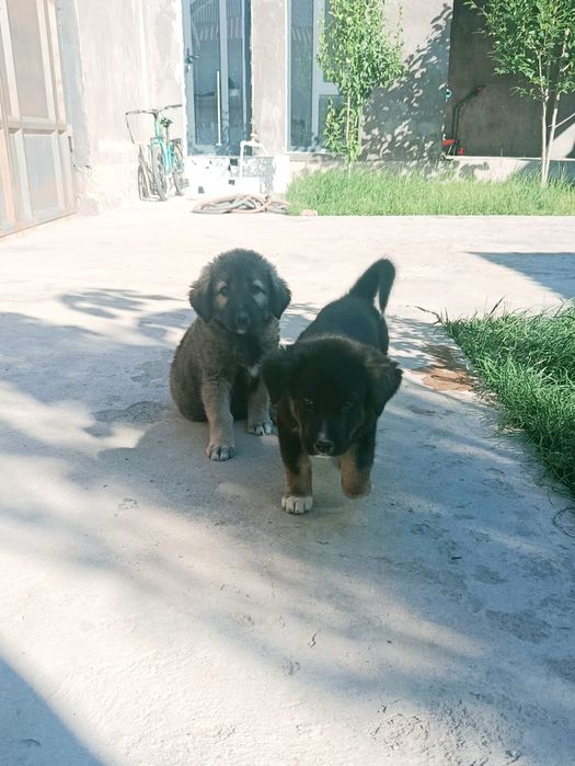Tozza bo'ribosarlar sotiladi 2 ta  To'gdan keltirilgan 4 oylik  e