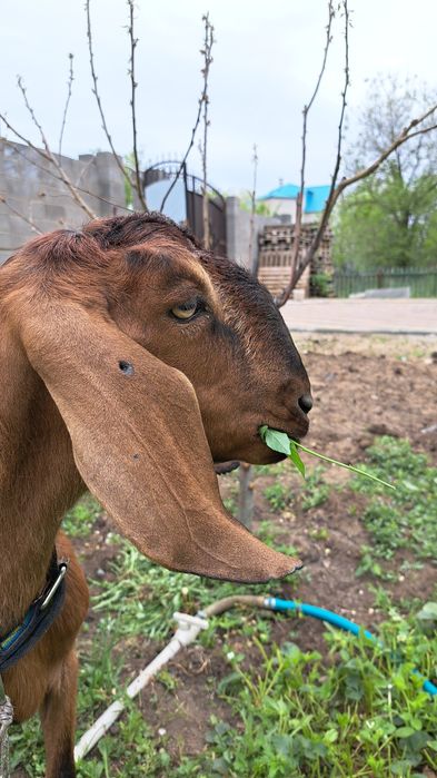 Коза Англонубийской породы