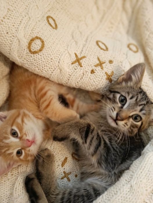 Отдам котят ответственным людям