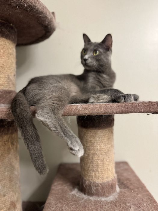 Красавчик Кот Марсель!