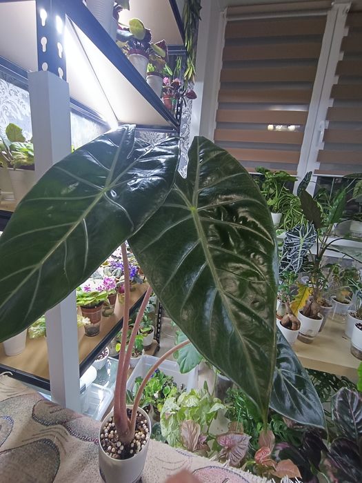 Сингониум *Красные перья* сотровая