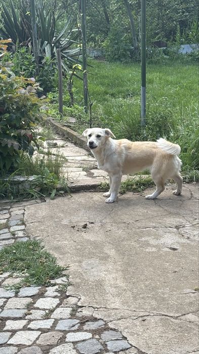 Подаряват се кученца