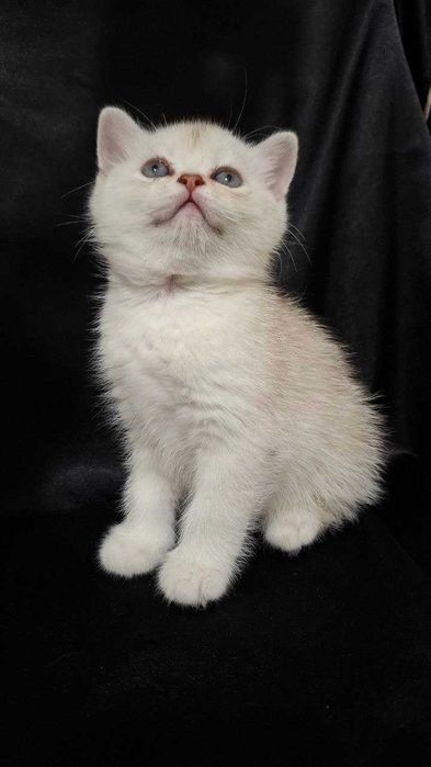 Mushukchalar Srochna sotiladi