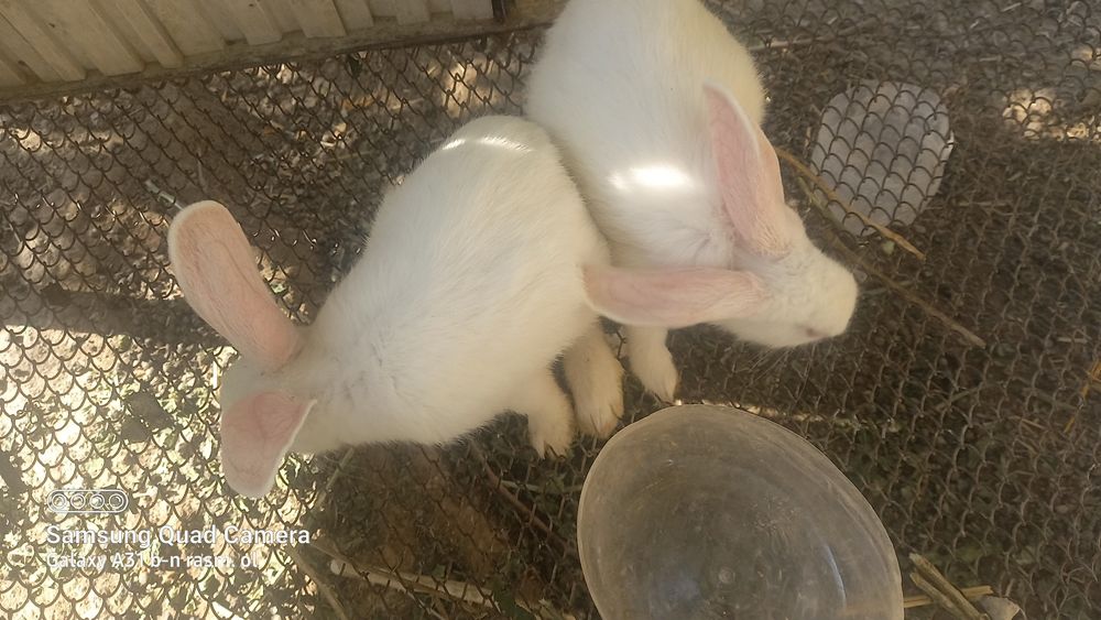 Turfa xil zotdagi quyonlar sotiladi