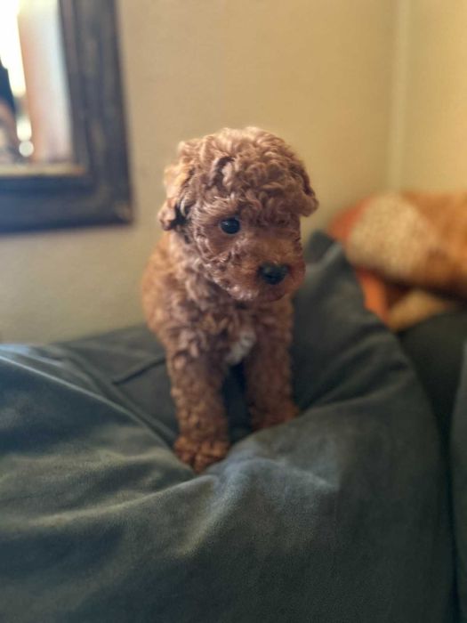 Той пудел - мини