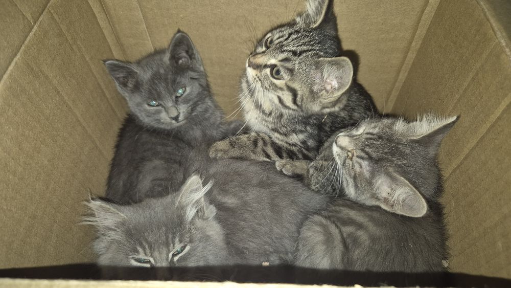 Отдам даром котят