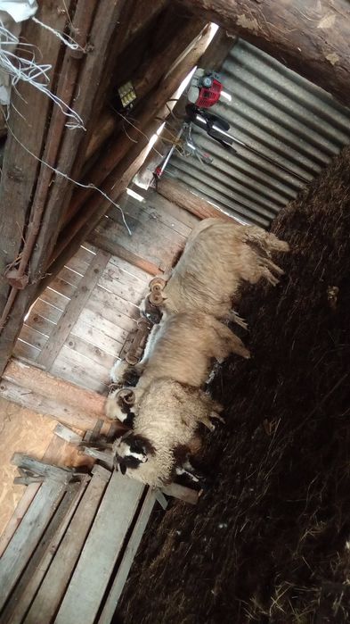 Vând  cinci berbeci