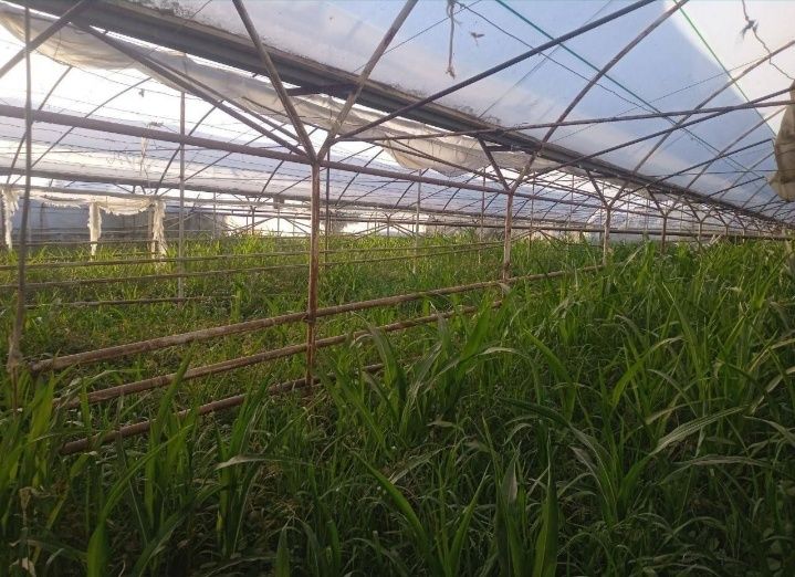 Таер бизнес типлиса сотилади