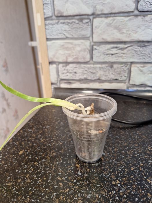 Гипеаструм красный луковицы