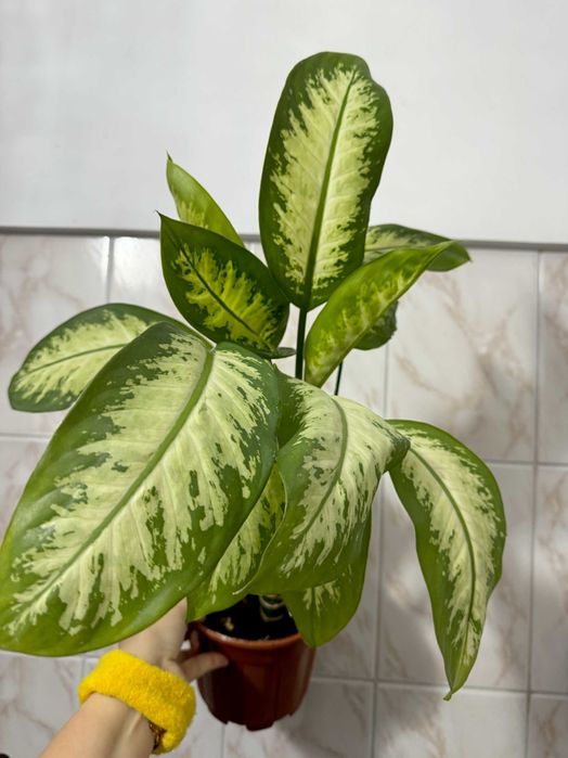 Диффенбахия (Dieffenbachia)