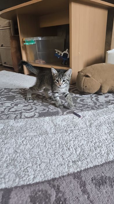 Котенок ждёт своего хозяина