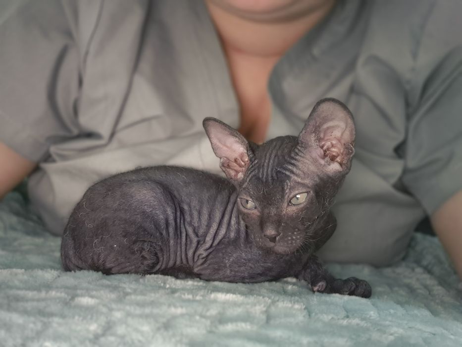 Котёнок донского сфинкса мальчик