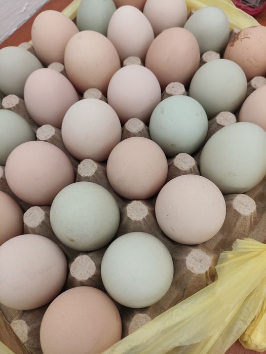 Oua de găină, de casa