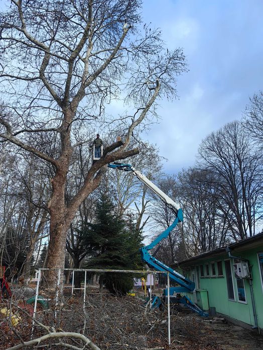 Рязане на опасни дървета Варна