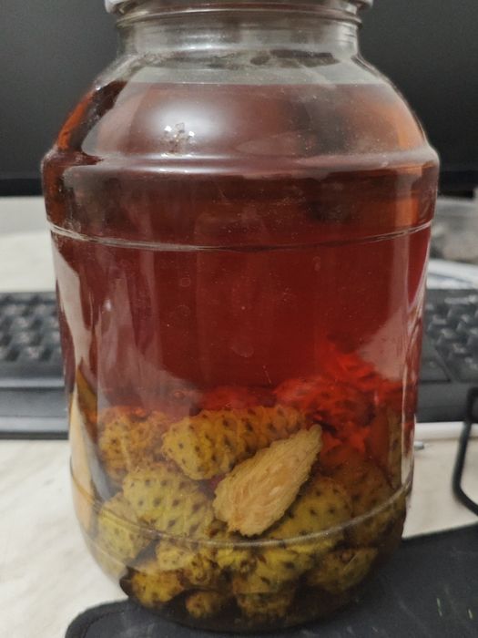 Настойка сосновых шишек