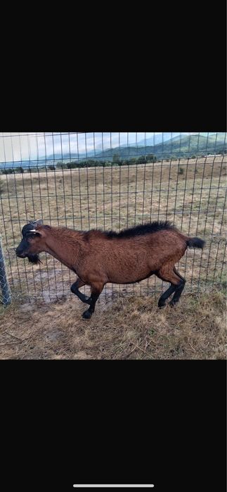 Tap Alpin Francez cu Pedigree