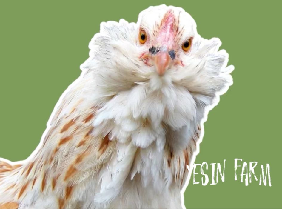 Инкубационные яйца породные куры из Россий под заказ, доставка РК