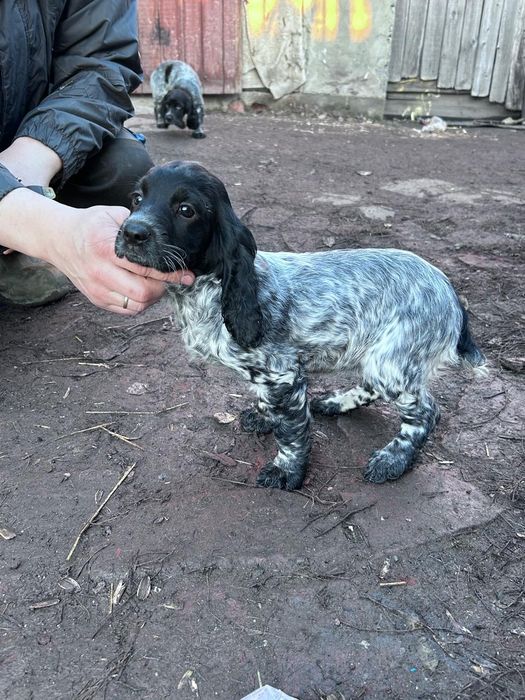 Продам щенков спаниеля