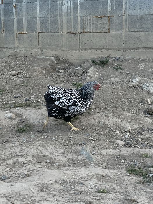 Продам курей Виандот серебро