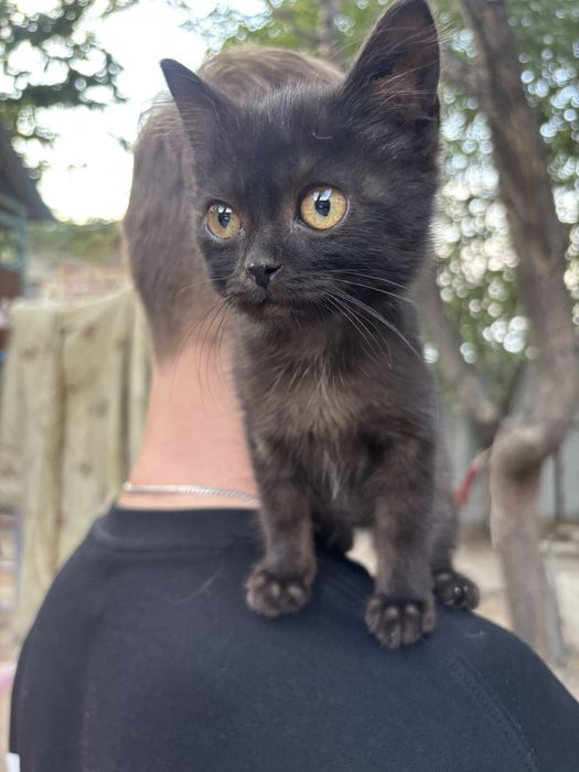 Котенок мальчик в добрые руки