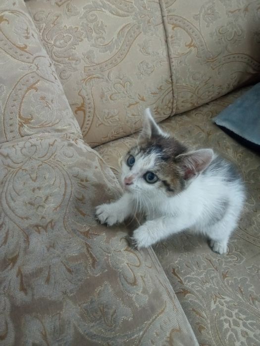 Котёночек - девочка, 1-1,5 мес. в надёжные руки