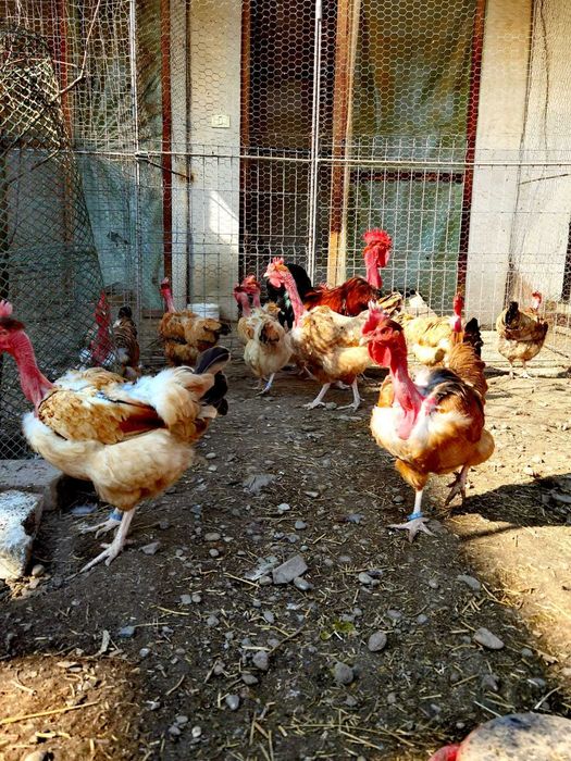 Oua Gat Golas de Transilvania