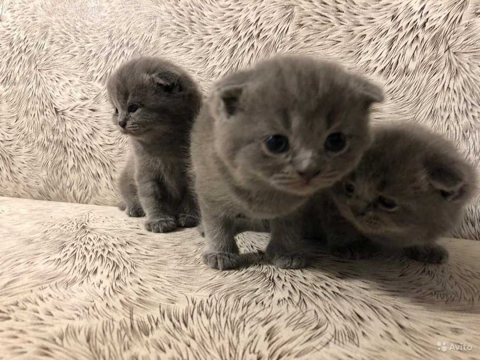 Вислоухие шотландские котята