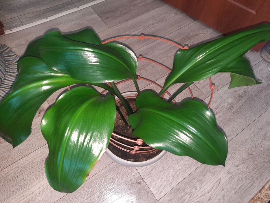 Комнатные цветы красивые