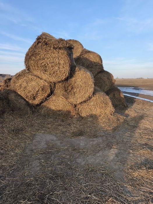 Продам салому в рулонах и мешками сабан