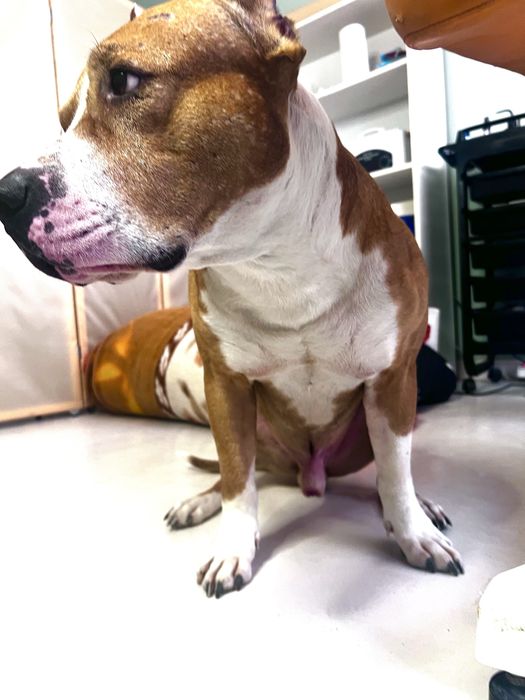 Кобель стафф для вязки