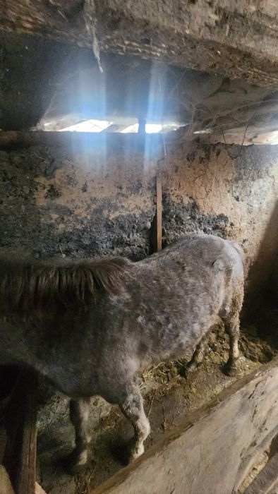 Кунан полторашка