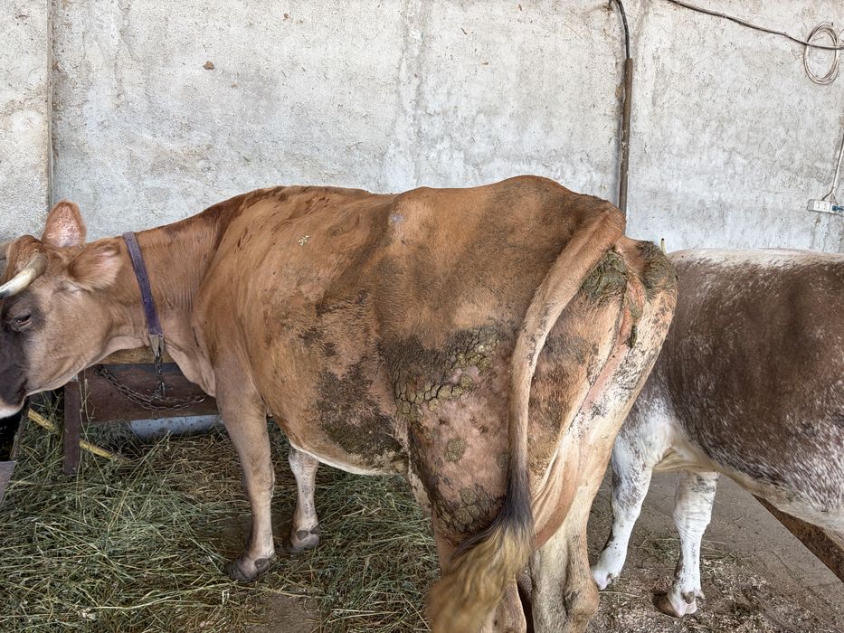 Vand  o vaca bruna si una baltata
