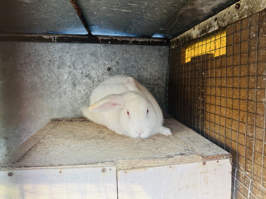 Продавам мъжки зайци